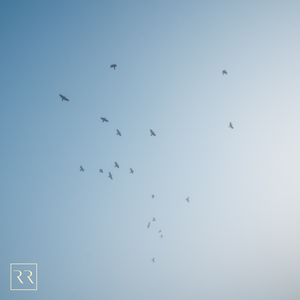 火影忍者雷影同人动漫在哪
